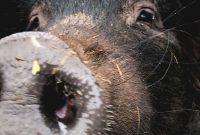 Deciding Whether to Eat Meat — Part 1: Challenging Vegetarian Arguments