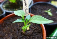 Growing Chillies This Spring: Tips for a Strong Start
