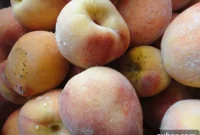 Pick Your Own Fruit Orchards: A Fun U-Pick Guide
