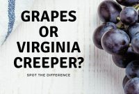 Grapes vs Virginia Creeper: How to Tell Them Apart Quickly