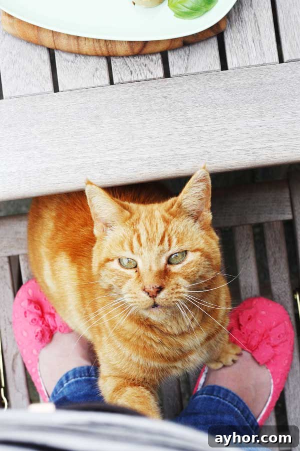 A ginger cat with green eyes sitting under a table.