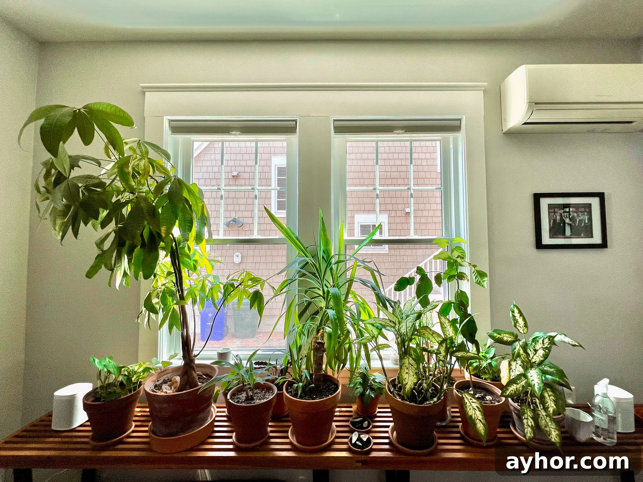 Week Four: Five Things We're Loving Right Now 5 House plants on a bench.