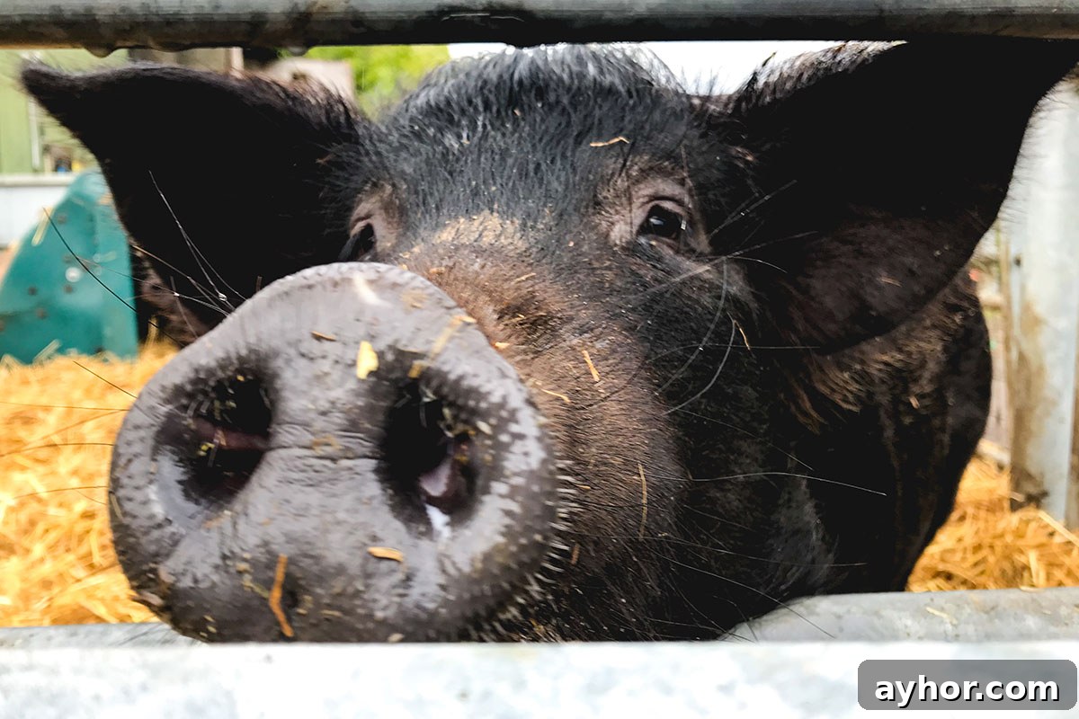 Deciding Whether to Eat Meat — Part 1: Challenging Vegetarian Arguments 2 Tamworth Black Pig