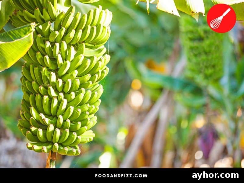 Average Weight of a Bunch of Bananas 3 A bunch of bananas can contain from 3-20 hands.