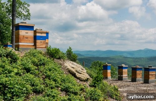 killer bees honey-8