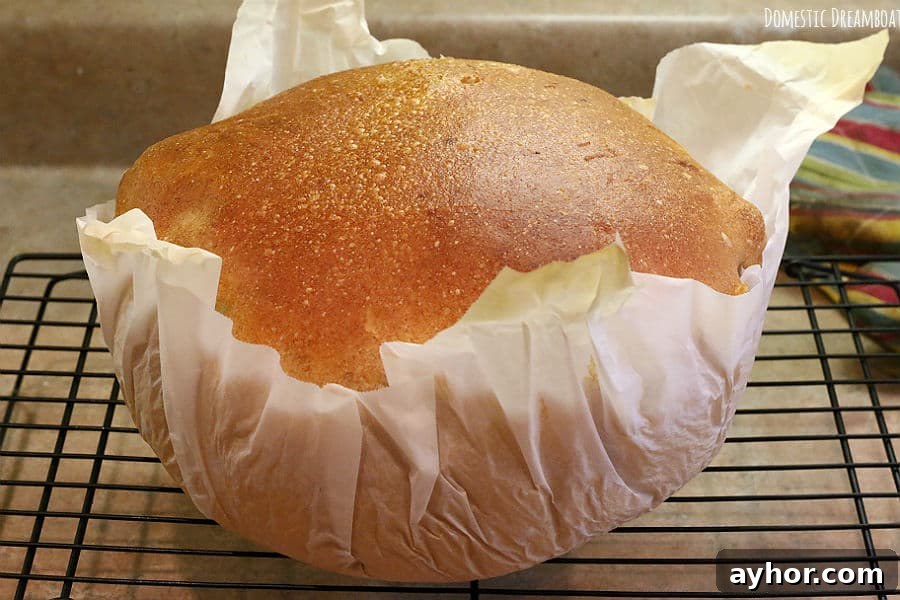 No-Knead Sourdough: Simple Rustic Loaf Recipe 6 Baked sourdough in parchment