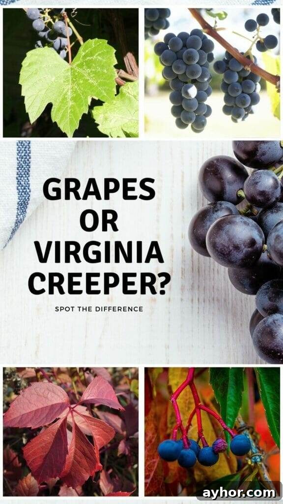 Grapes vs Virginia Creeper: How to Tell Them Apart Quickly 2 grapes or virginia creepers infographic