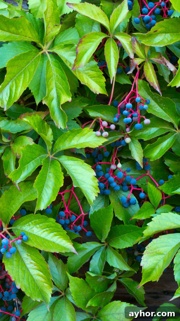 Grapes vs Virginia Creeper: How to Tell Them Apart Quickly 3 virginia creeper plant