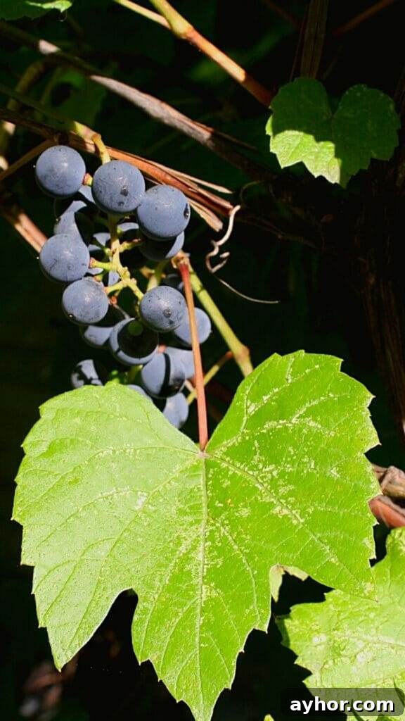 Grapes vs Virginia Creeper: How to Tell Them Apart Quickly 4 grape leaf with grapes