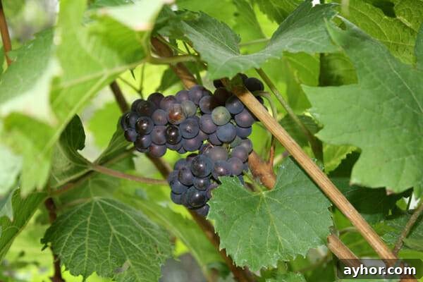 Grapes vs Virginia Creeper: How to Tell Them Apart Quickly 5 grape plant