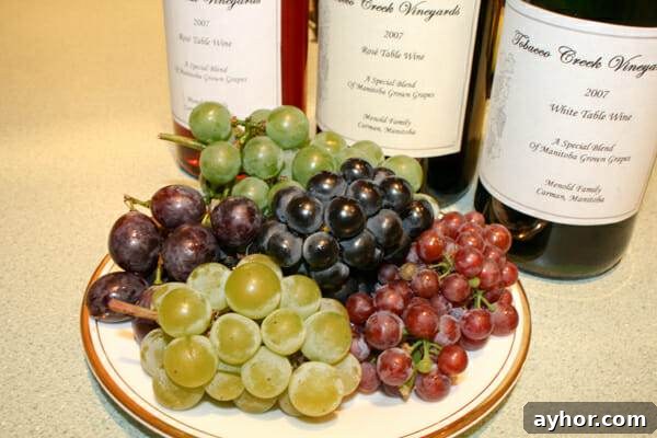 Grapes vs Virginia Creeper: How to Tell Them Apart Quickly 6 prairie grape varieties