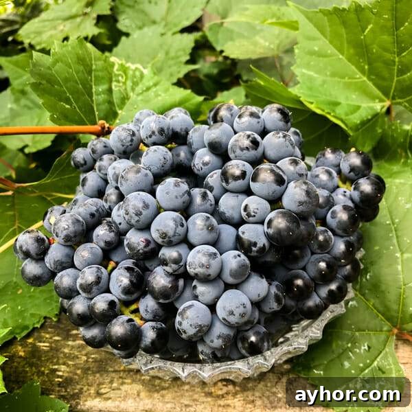Grapes vs Virginia Creeper: How to Tell Them Apart Quickly 7 grapes in bowl