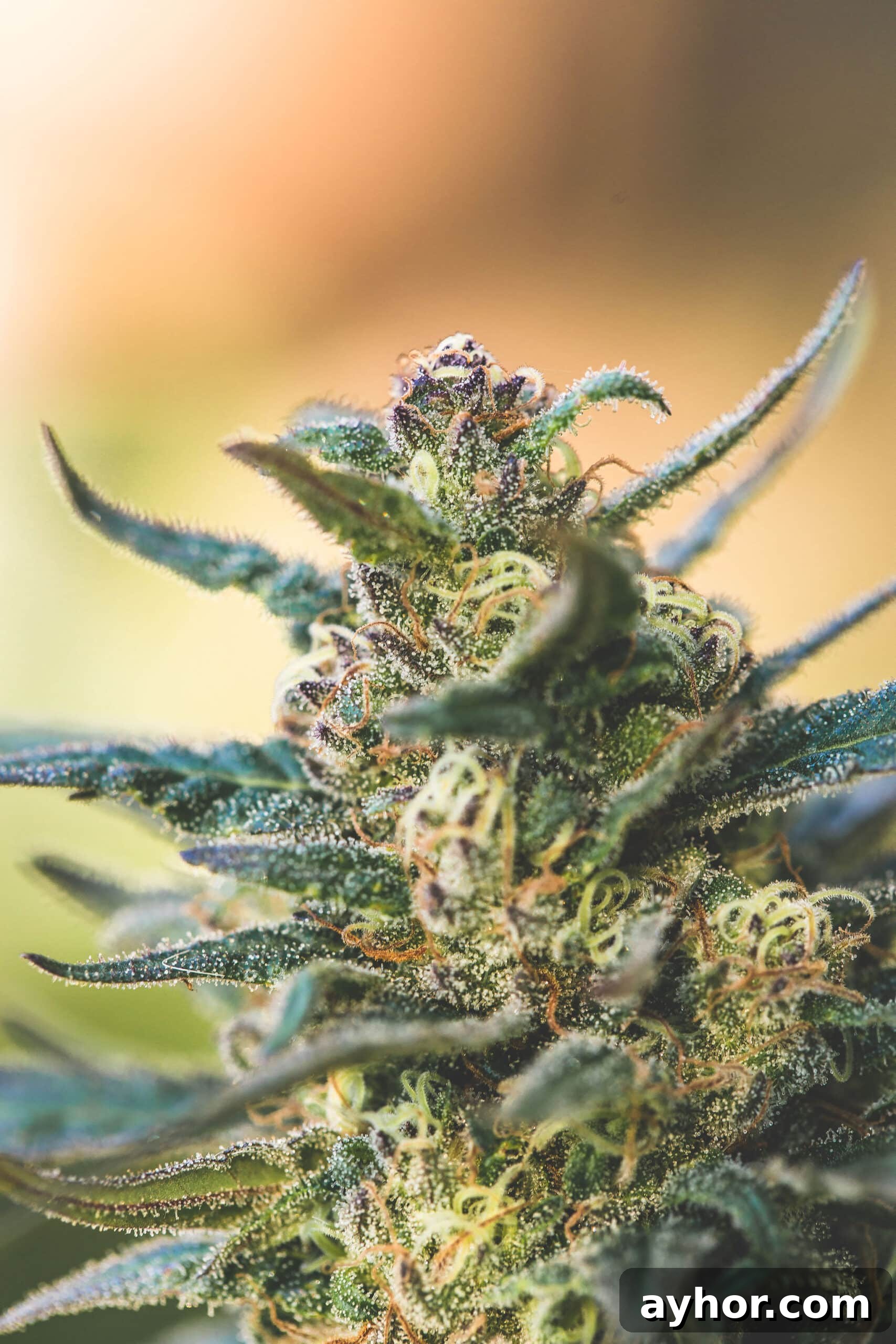 CBD for Wellness: A Complete Guide to Uses, Benefits, and Dosage 4 A picture of Emily Kyles cannabis plant.