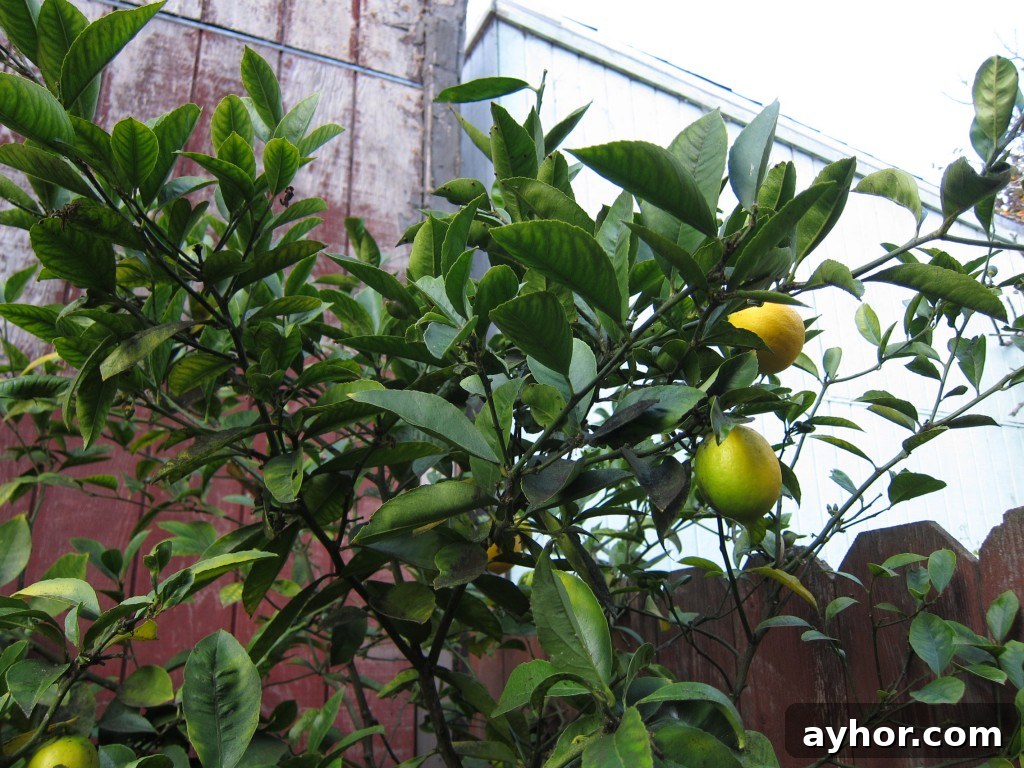 local lemons