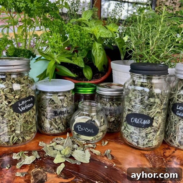 How to Dry Parsley: Dehydrator, Oven, Microwave and Air Drying 14 jars of dried herbs