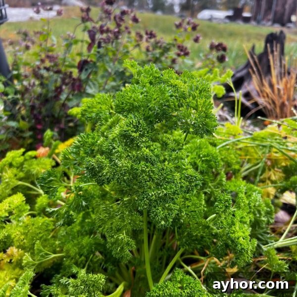 How to Dry Parsley: Dehydrator, Oven, Microwave and Air Drying 15 fresh parsley growing outside