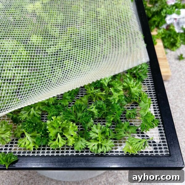 How to Dry Parsley: Dehydrator, Oven, Microwave and Air Drying 4 parsley on tray with mesh liner on top